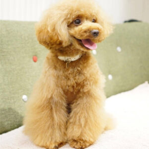 poodle