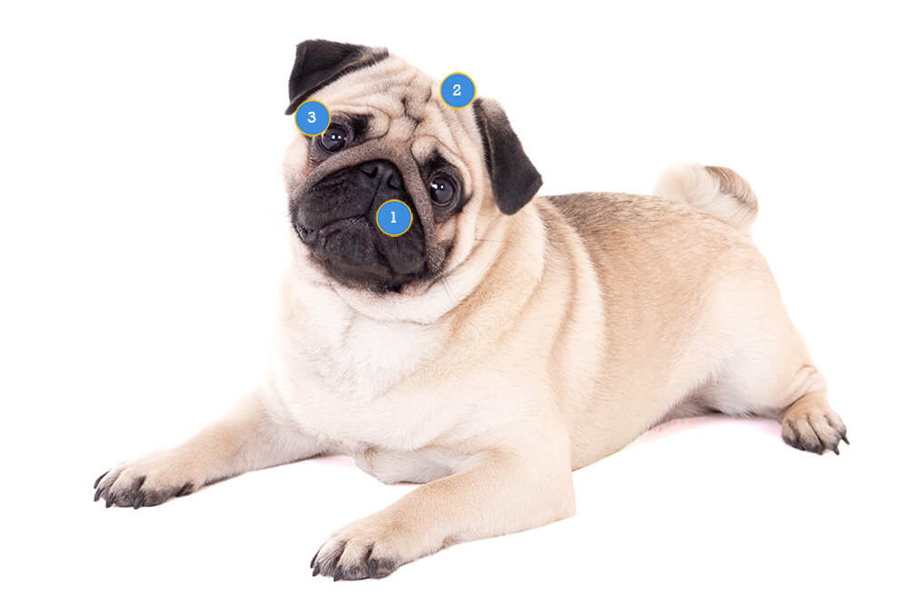 pug conditions