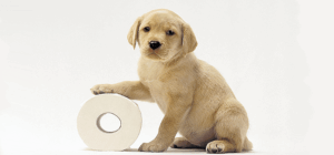 Toilet train puppy