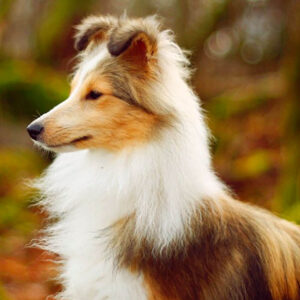 shetland sheepdog