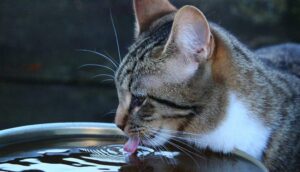 Drinking water