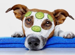 Pet skin care