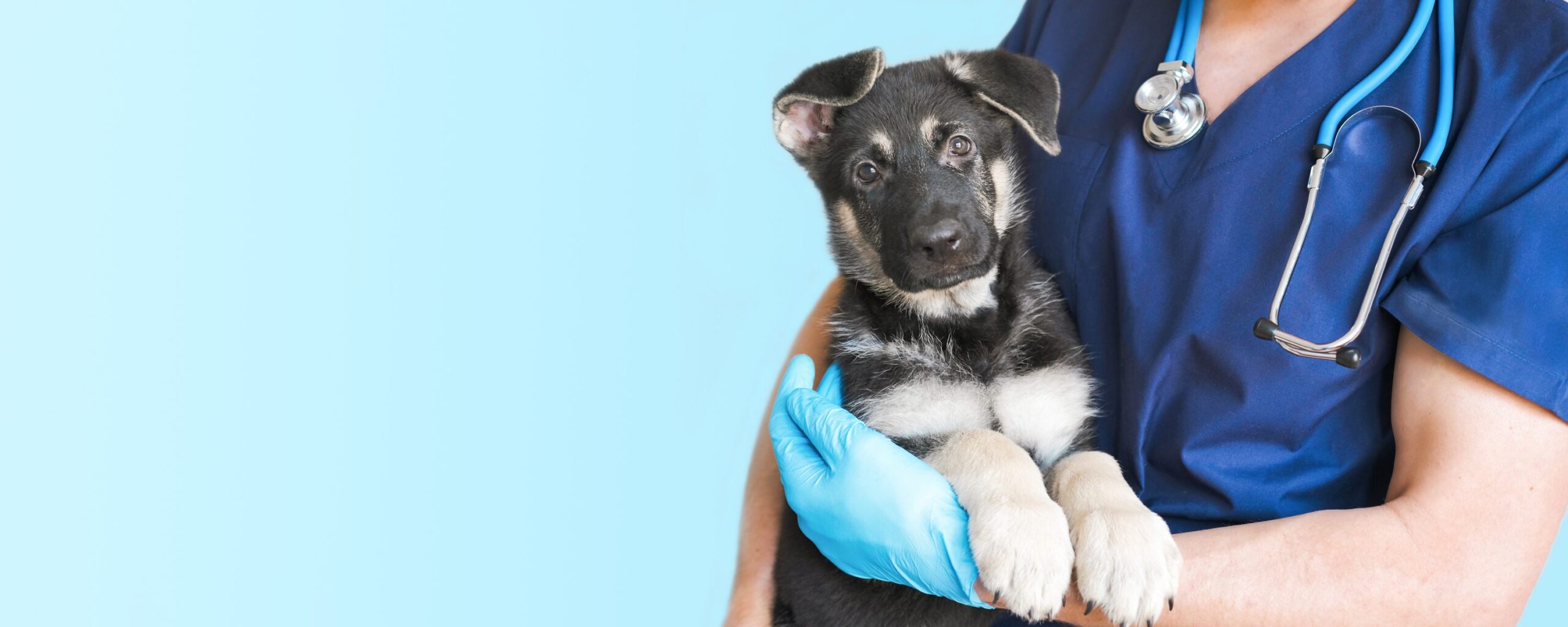Transporting your dog in an emergency scratch patch