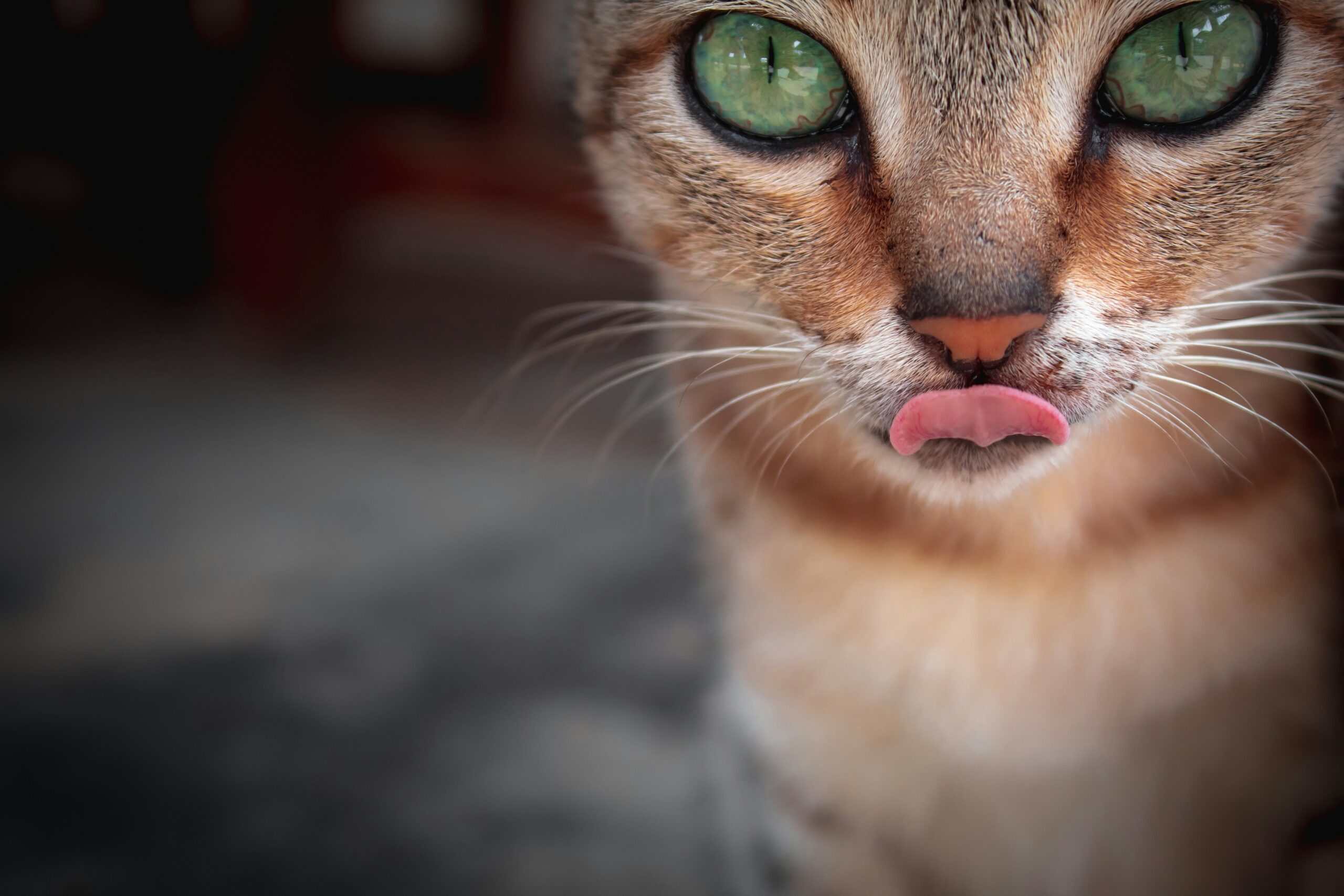 Cat licking lips