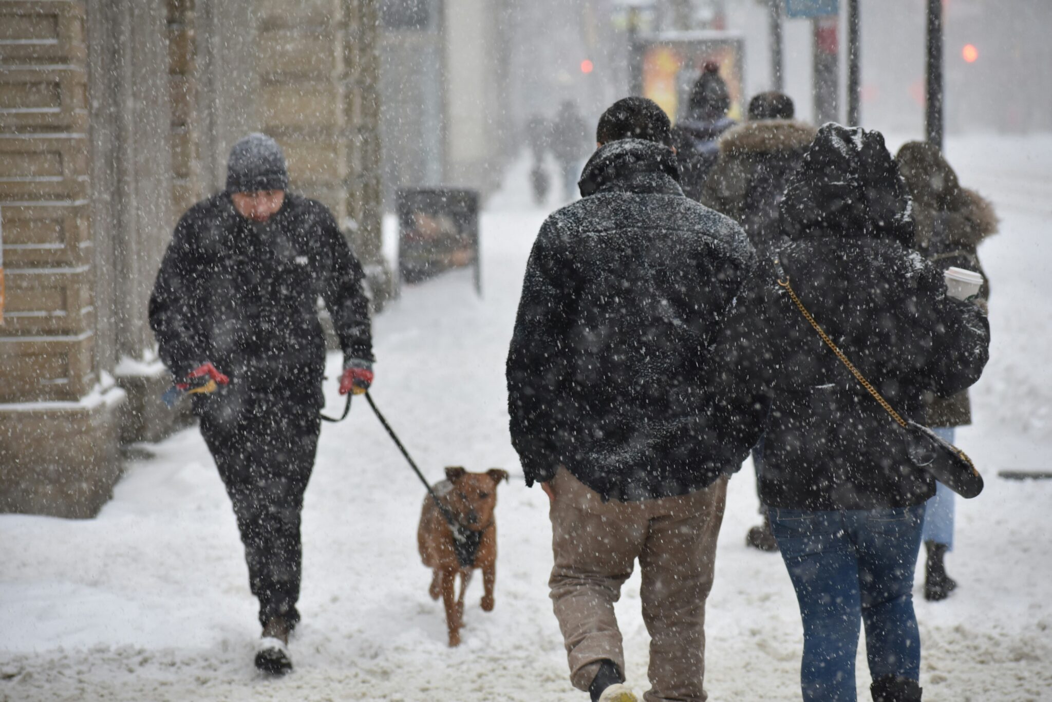 Dogs Adapting To Colder Temperatures photo