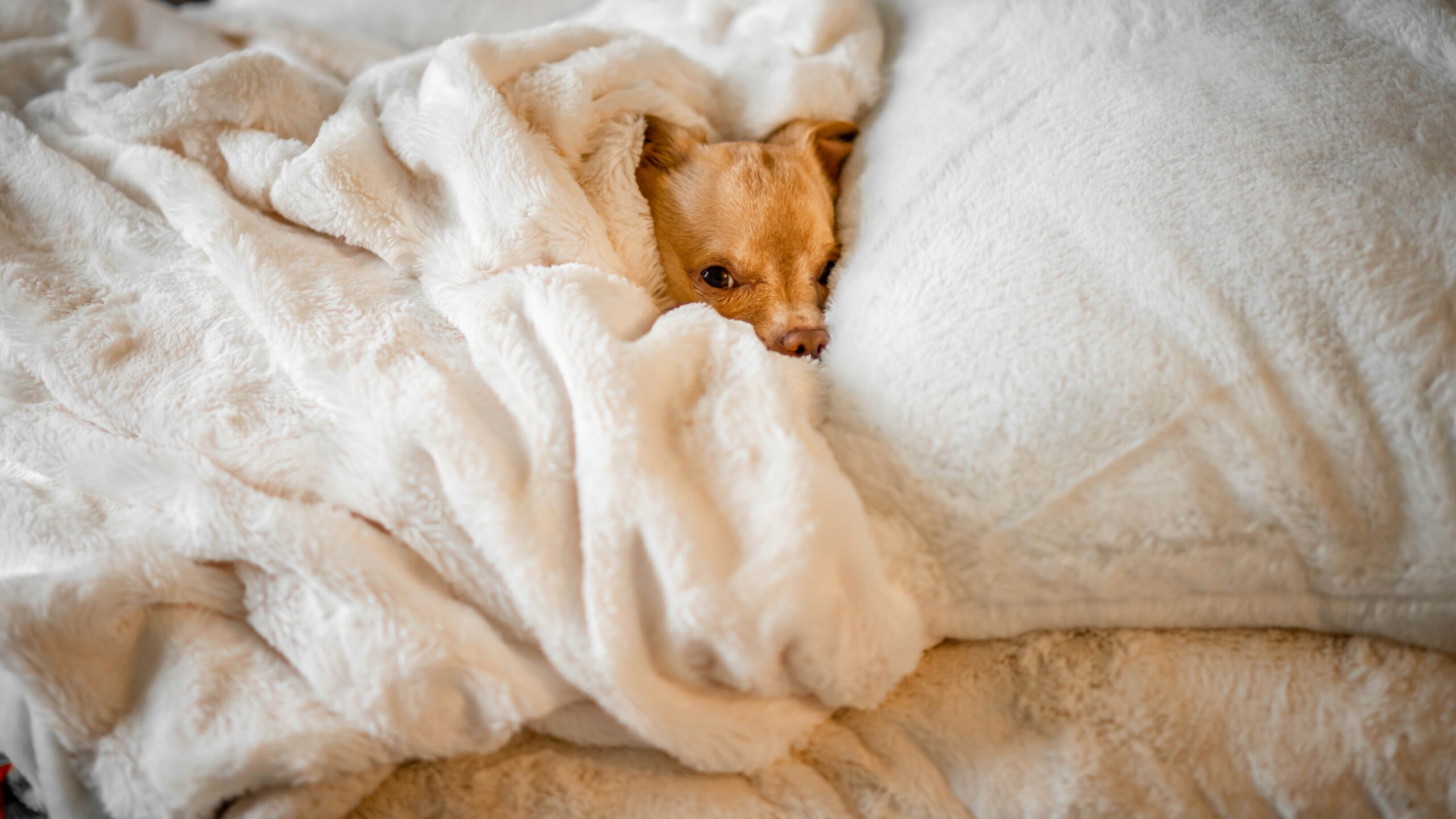 Dog under blanket